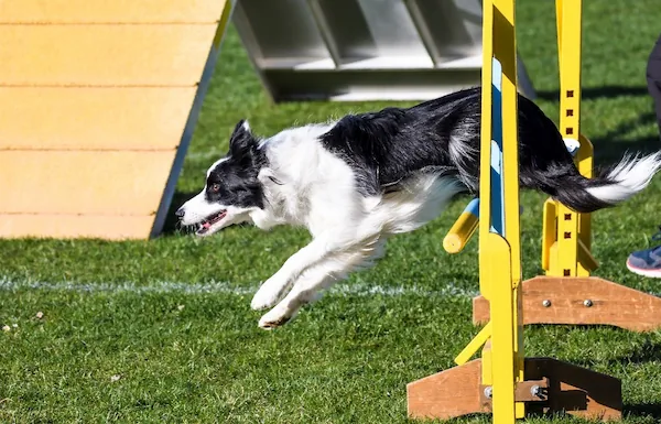 Entrenamiento y diversión segura